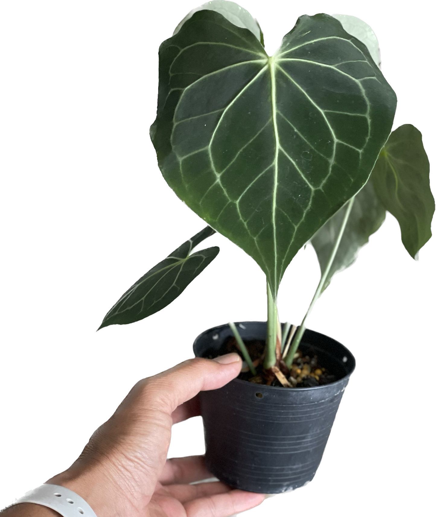 Anthurium clarinervium