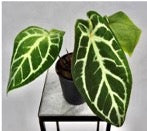 Anthurium crystallynum ‘Super Silver’