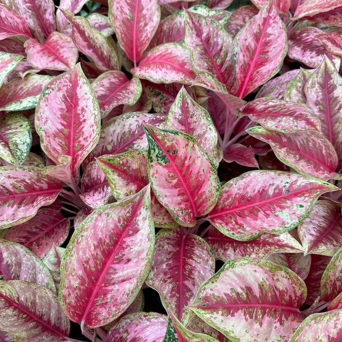 Aglaonema '10 Karat Red'