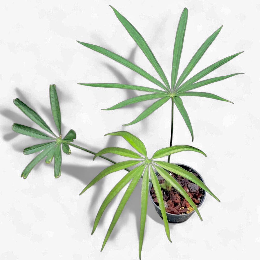 Anthurium polydactylum