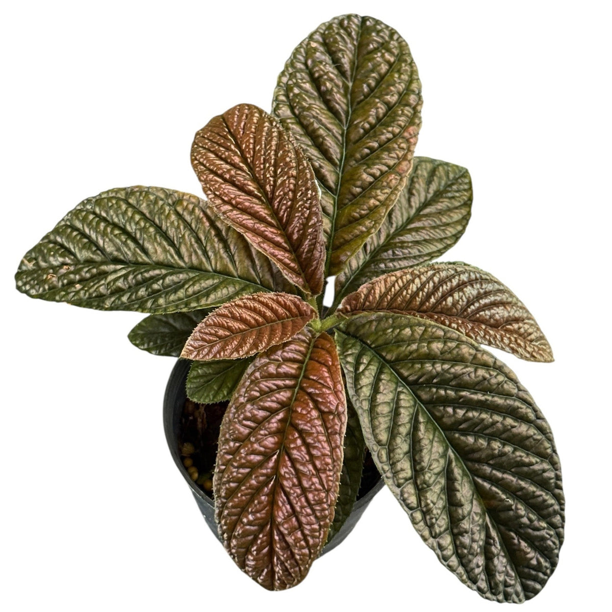 Ardisia sp. (No.1)