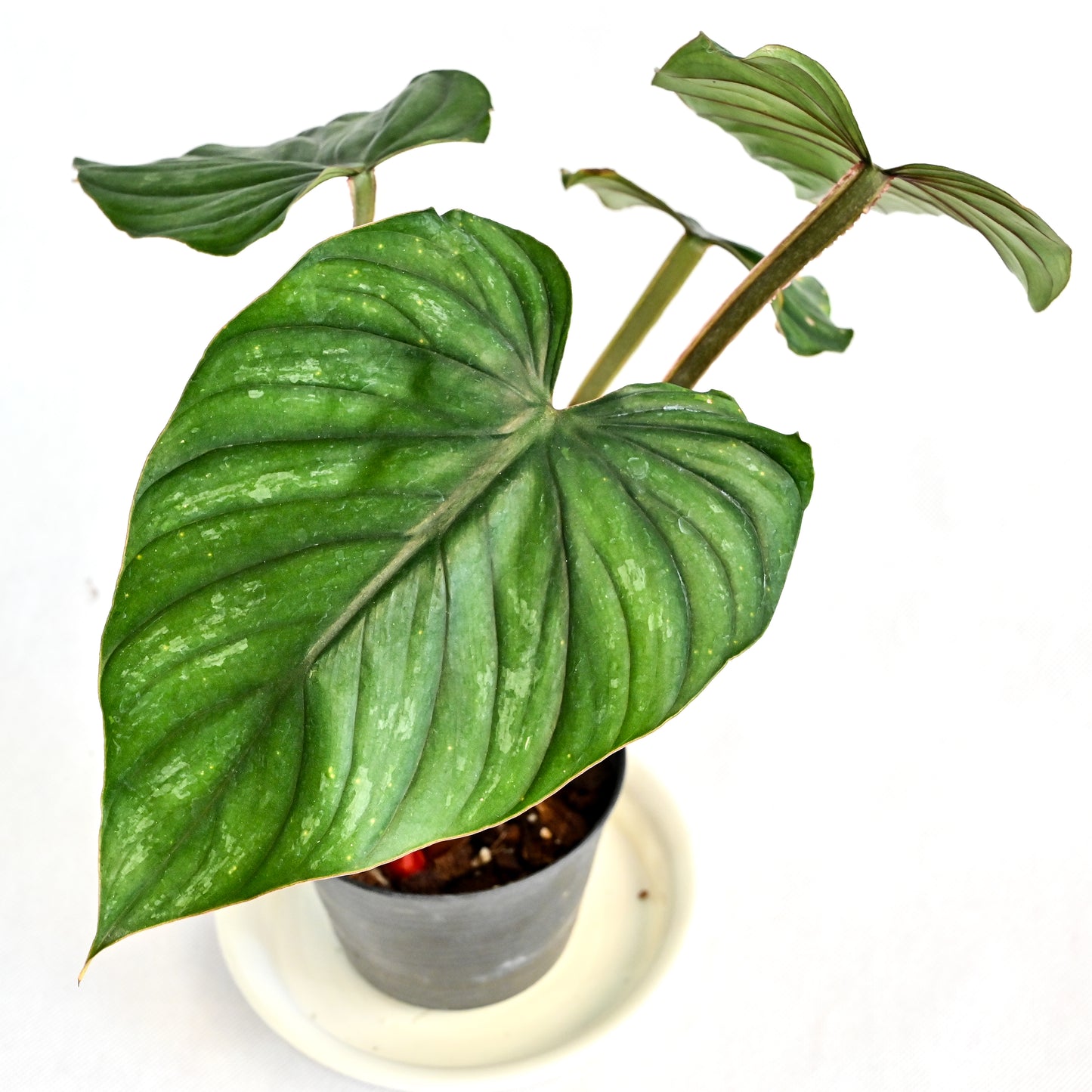 Philodendron plowmanii red stem