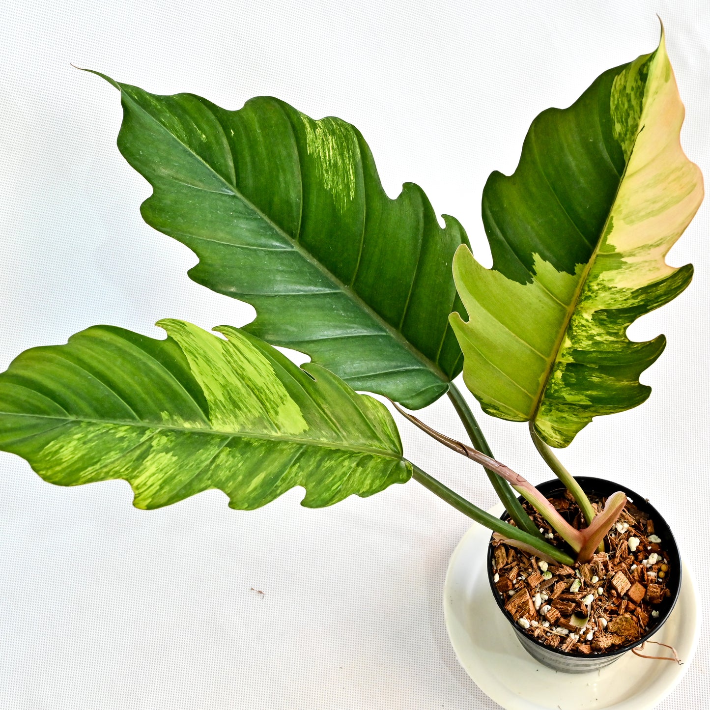Philodendron caramel marble (S) (3 leaves)