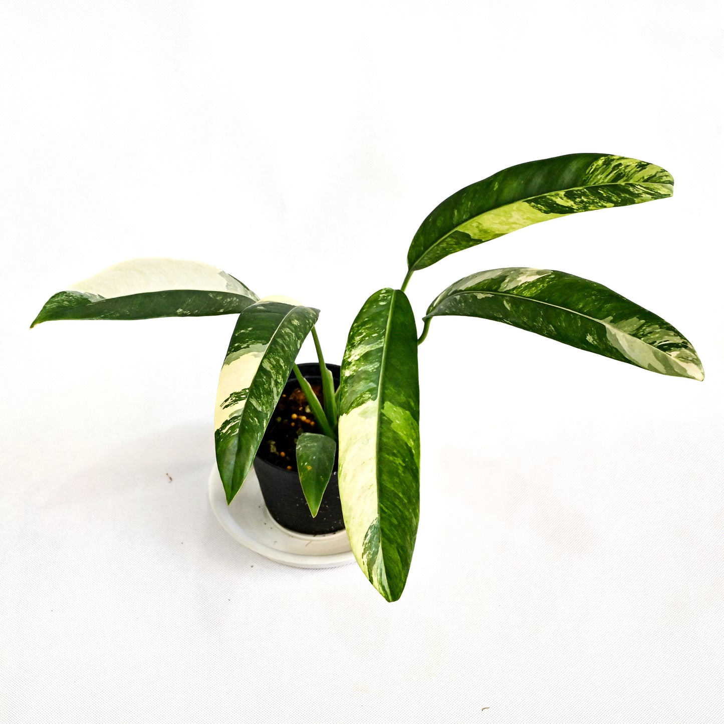 Epipremnum giganteum variegated (Tricolor)