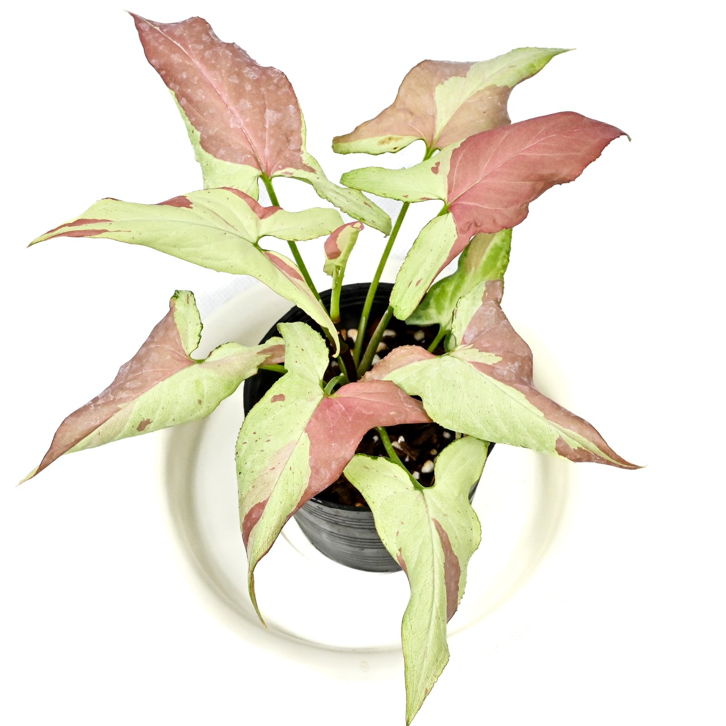 Syngonium Orm nagpum variegated (Rose mini variegated)