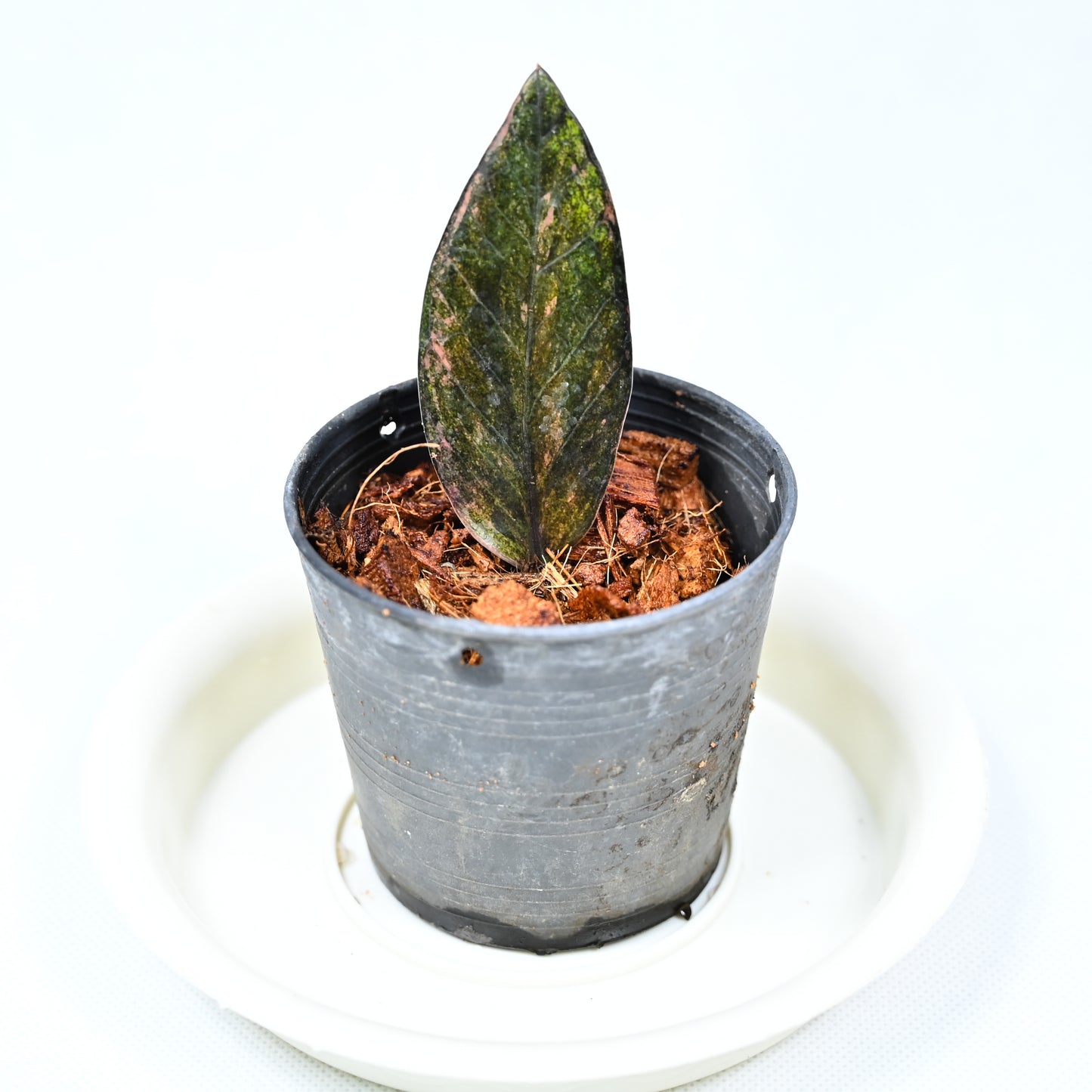 Zamioculcas zamiifolia Raven Pink variegated (with root)