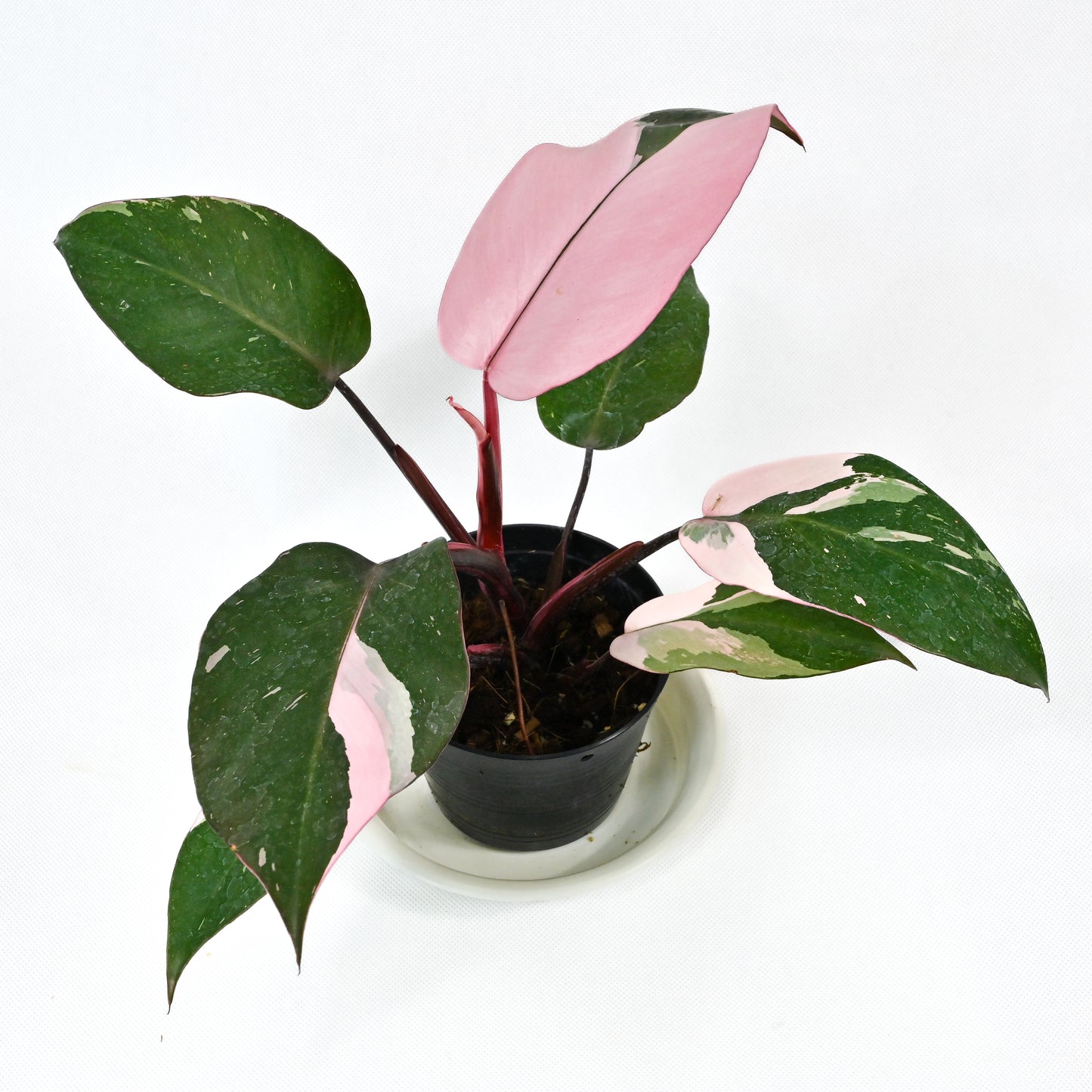 Philodendron pink princess marble