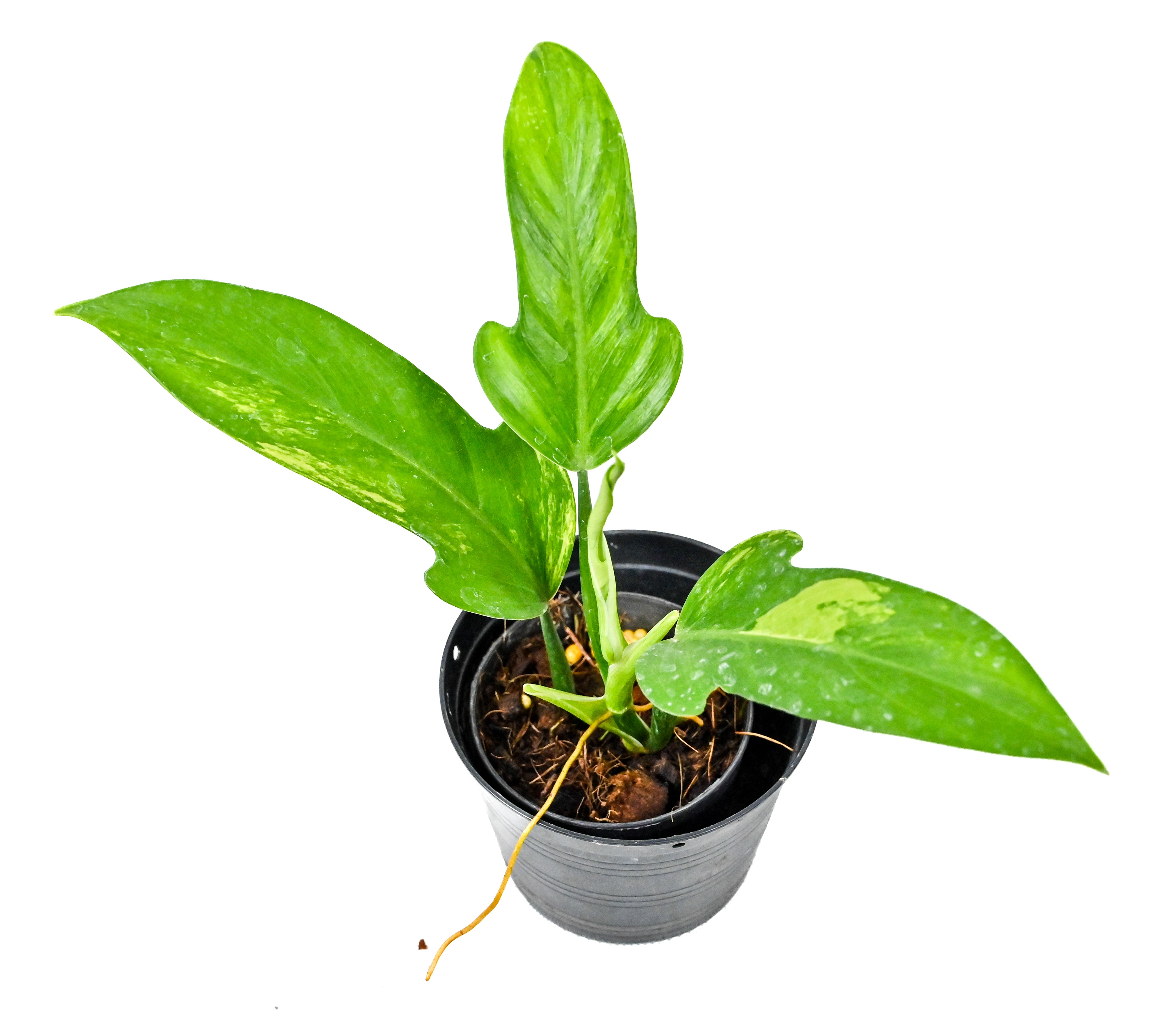 philodendron panduriforme for sale Philodendron panduriforme variegated (3-4 leaves) – Poonsin Garden