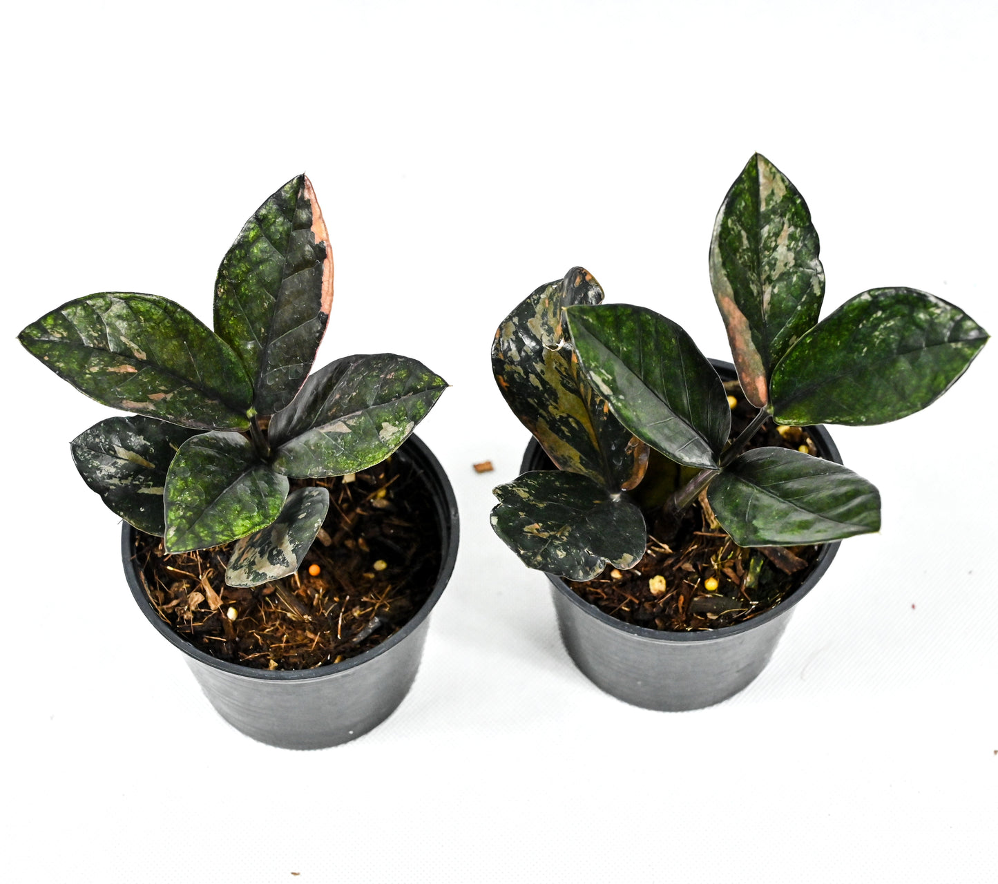 Zamioculcas zamiifolia Raven Pink variegated (S)