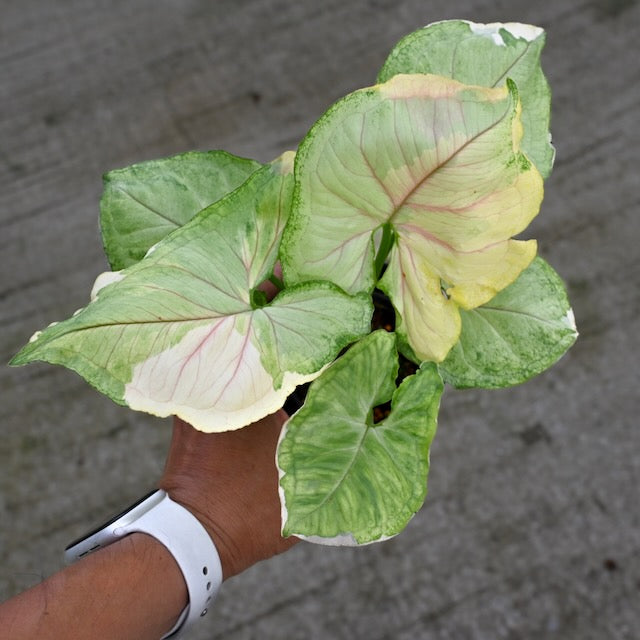 Syngonium Orm Thong variegated