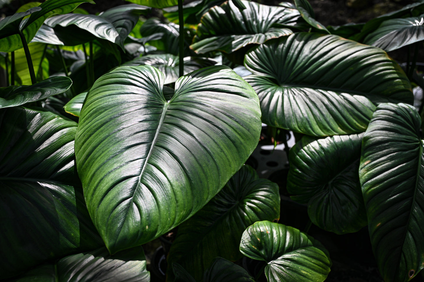 Philodendron sp. columbia