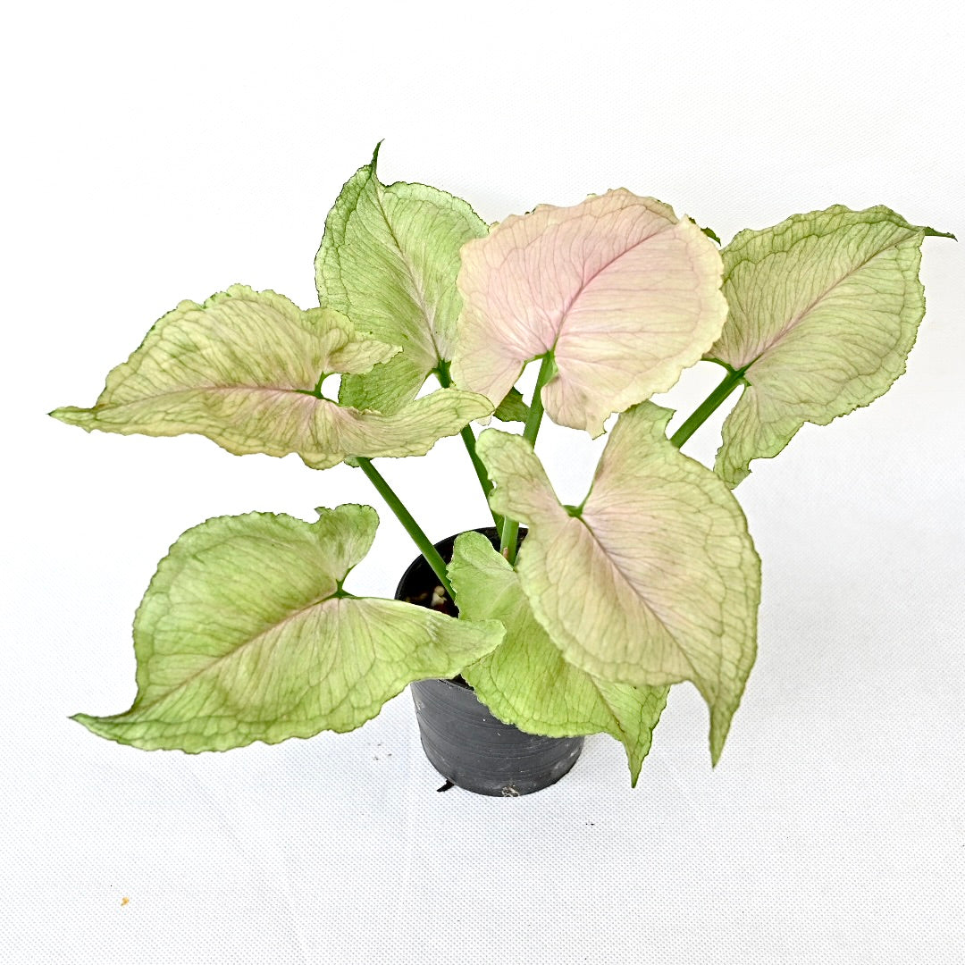 Syngonium red yami