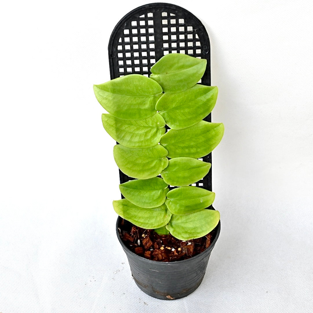 Scindapsus sp. (South of Thailand)