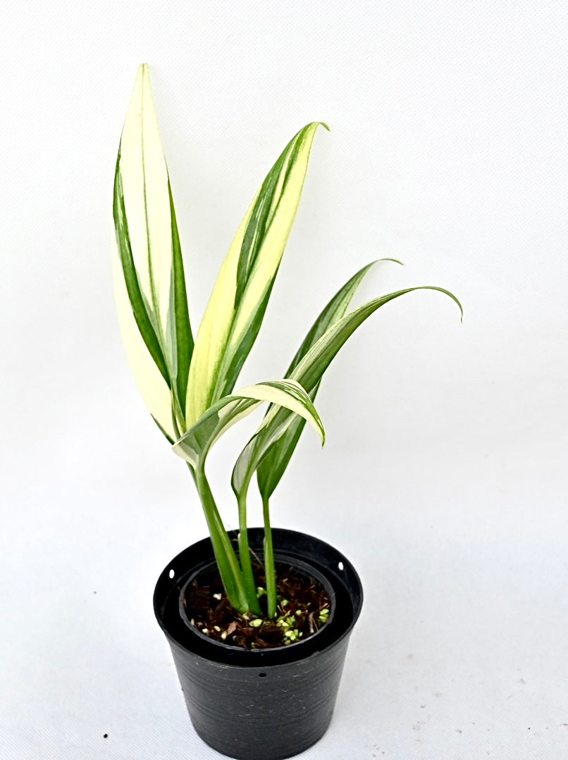 Epipremnum amplissimum albo variegated