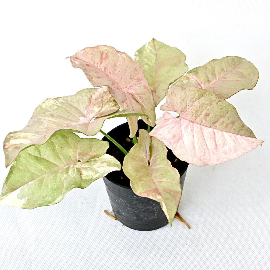 Syngonium pink spot double variegated