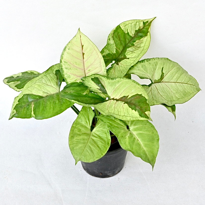 Syngonium green lava