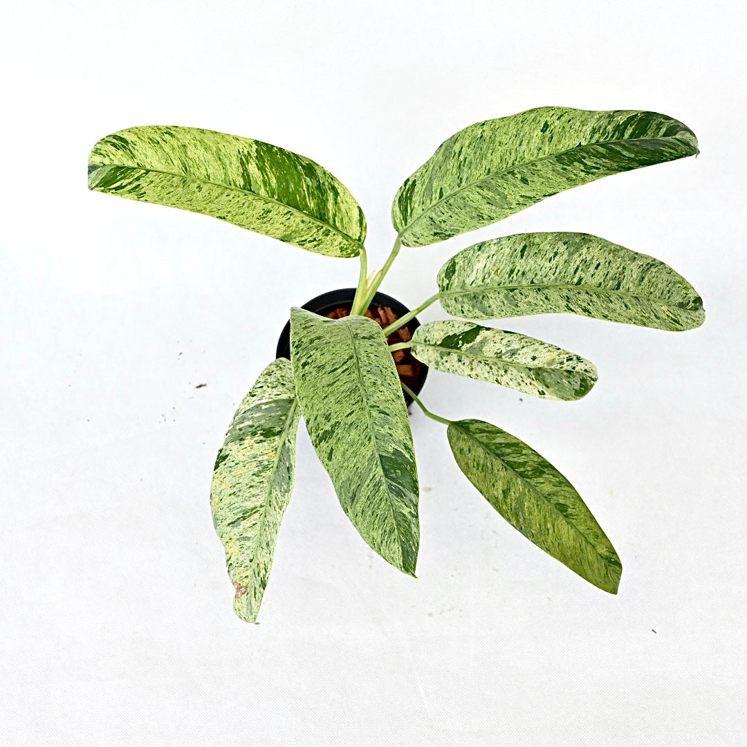 Epipremnum giganteum marble variegated