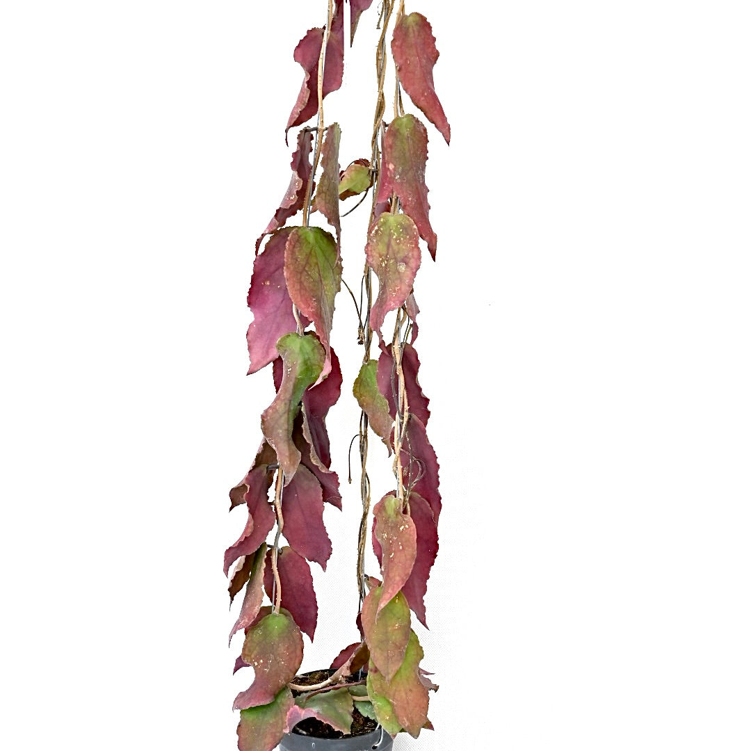 Hoya Caudata big (green leaves)