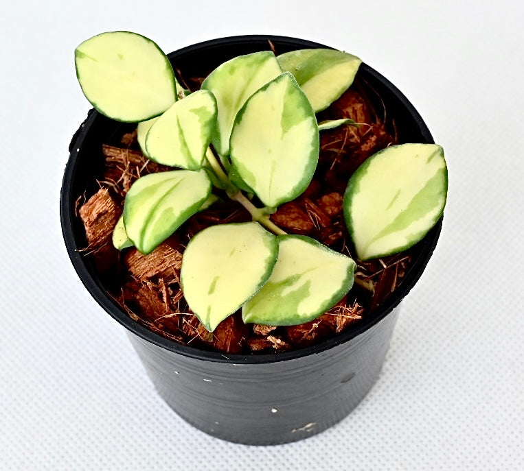 Hoya Heuschkeliana variegata