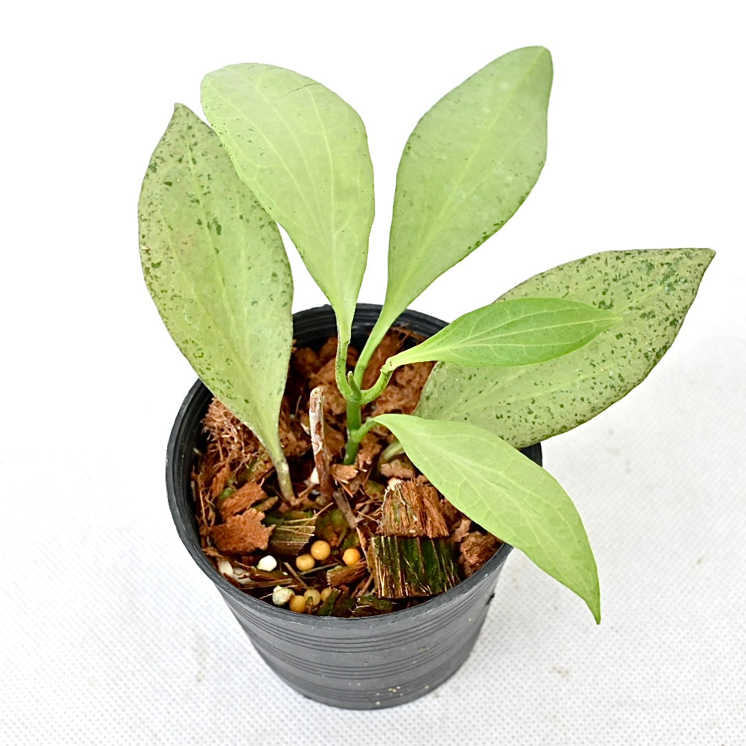 Hoya New Guinea ghost