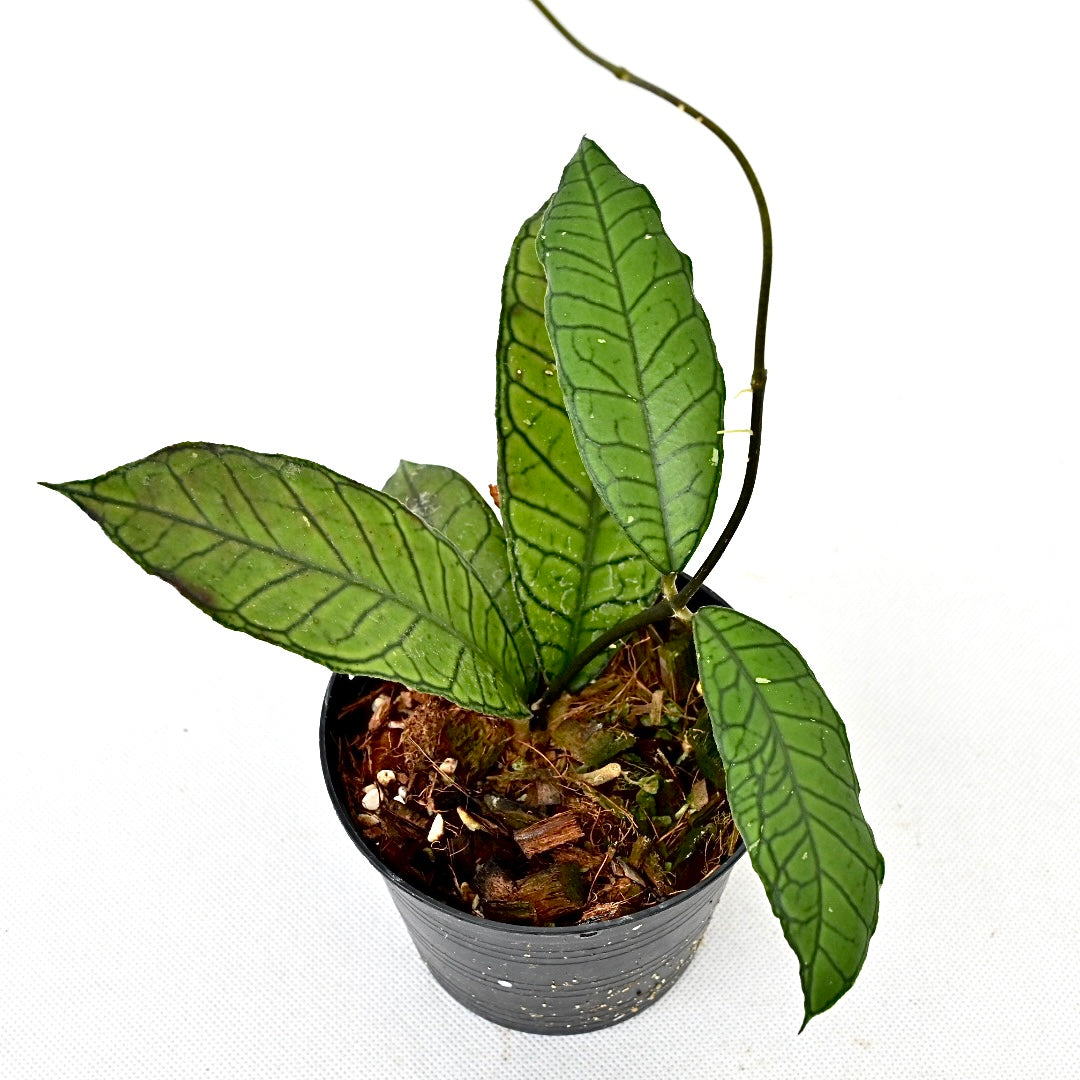 Hoya sp. gununy gading