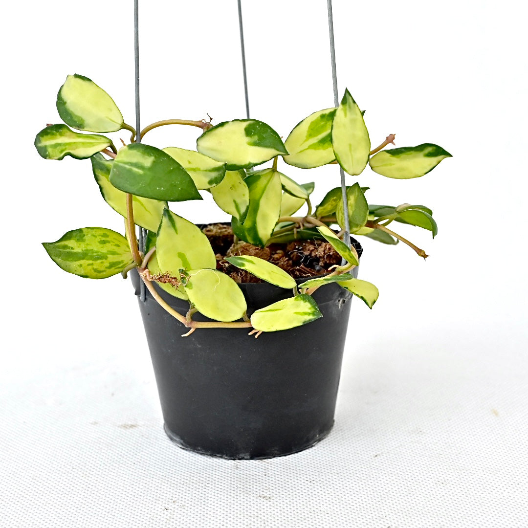 Hoya lacunosa minara