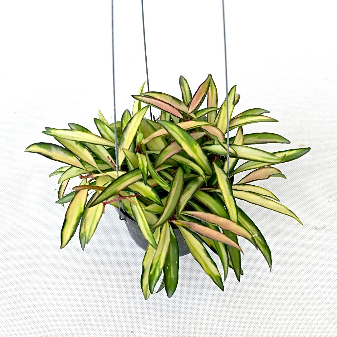 Hoya kentiana variegated