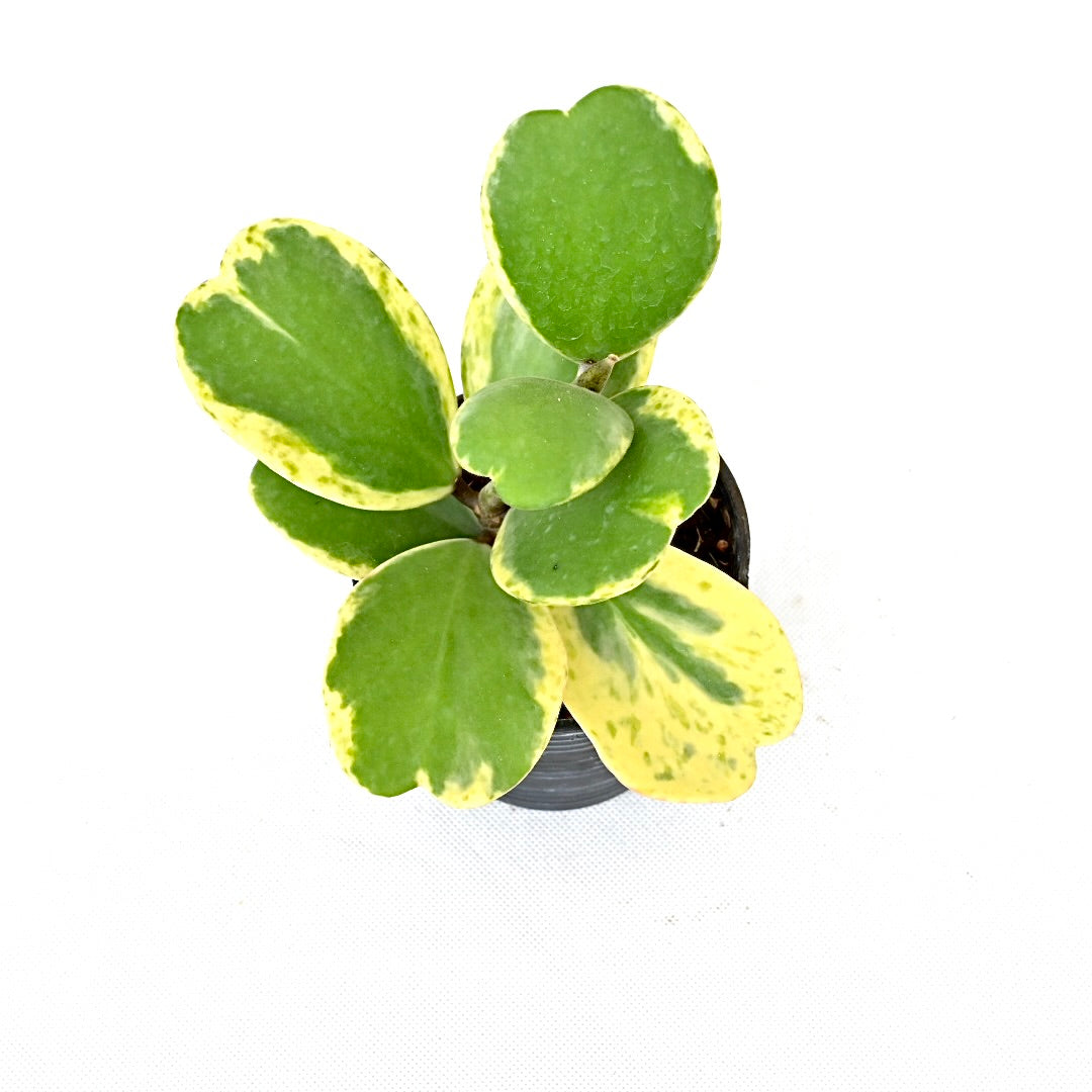 Hoya kerrii albomarginata spot leaf