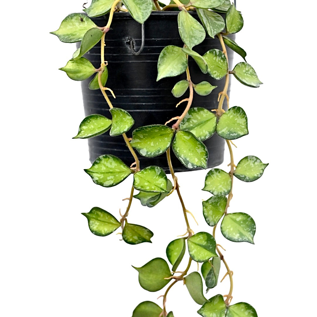 Hoya curtisii variegated (inner)