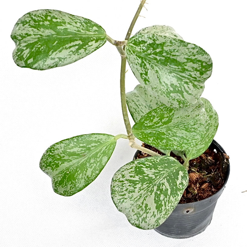 Hoya Chiang dao silver (3-4 Leave)