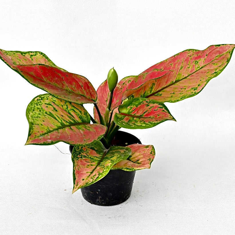 Agloanema 'Heng Heng'