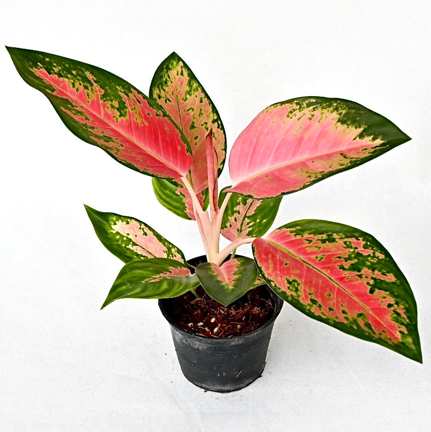 Agloanema 'Chang Dang'