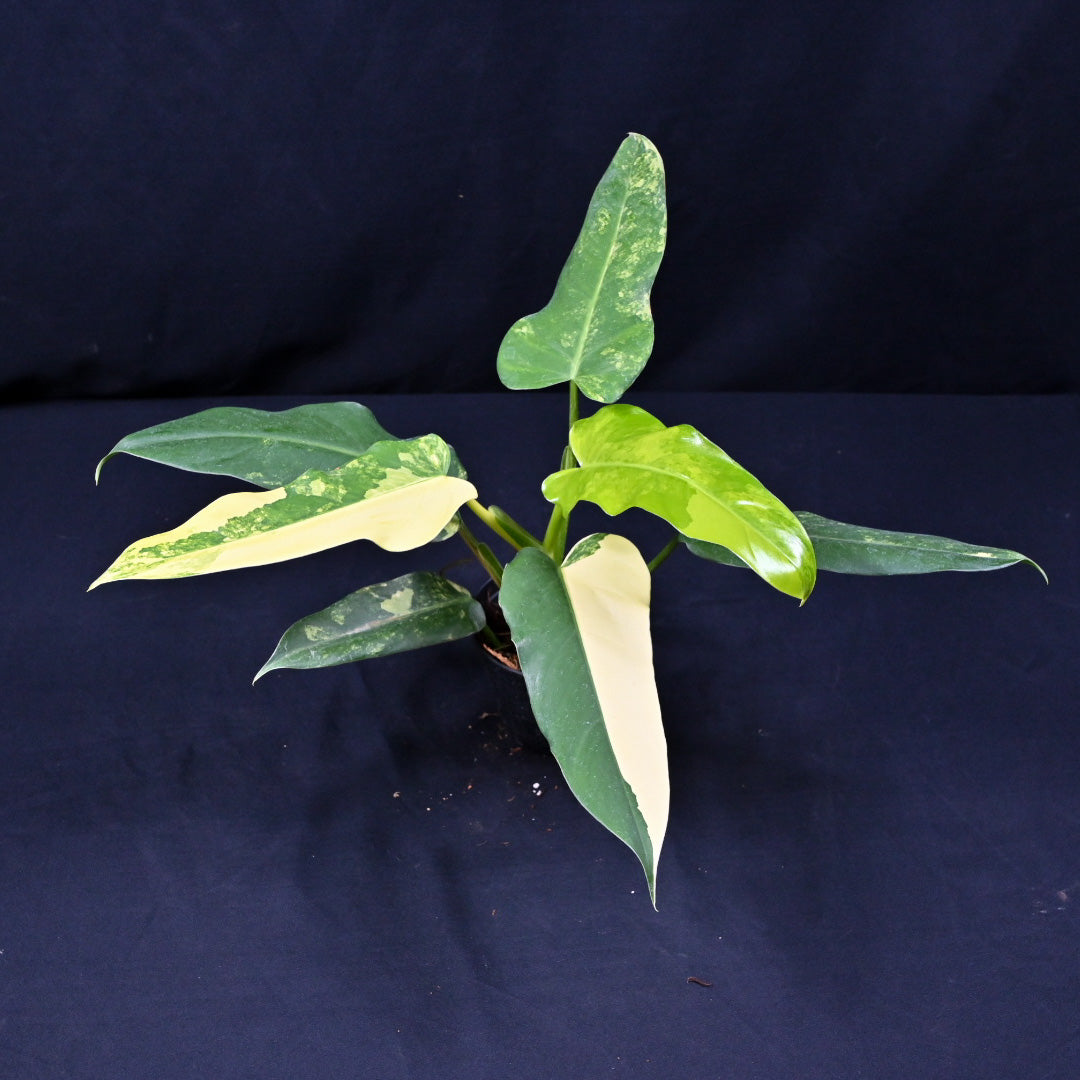 Philodendron domesticum variegated
