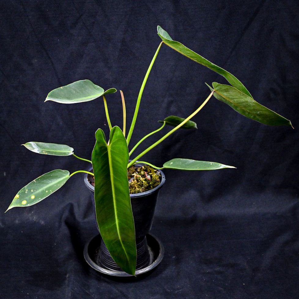 Philodendron spiritus sancti