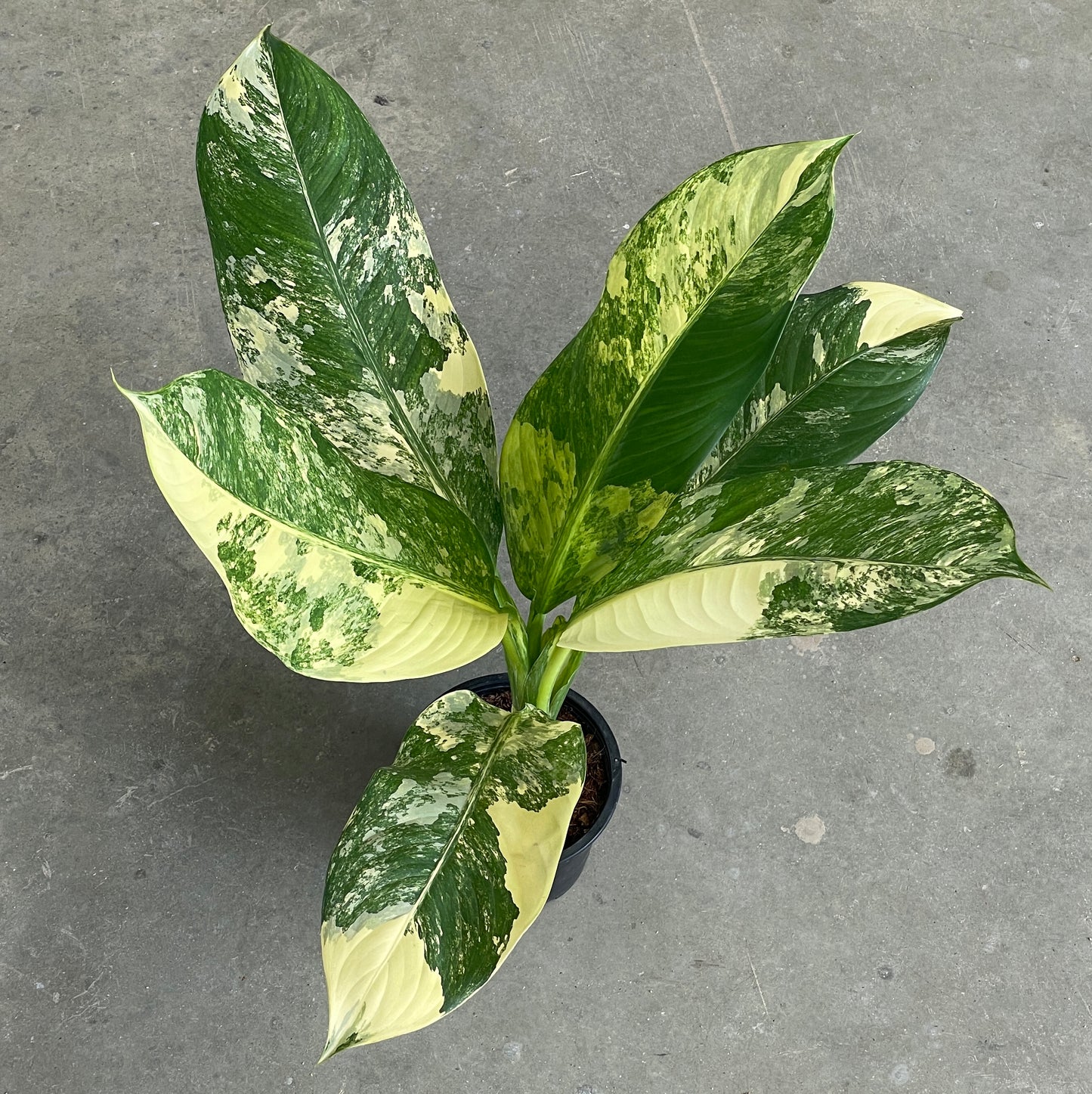 Dieffenbachia daguensis variegated