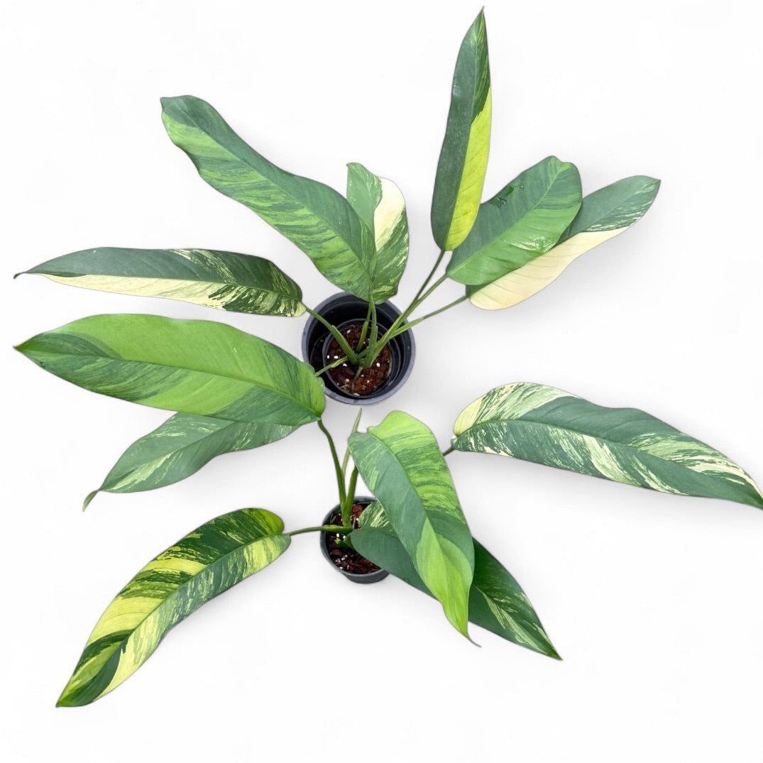 Epipremnum giganteum 'Blue Java Aurea'