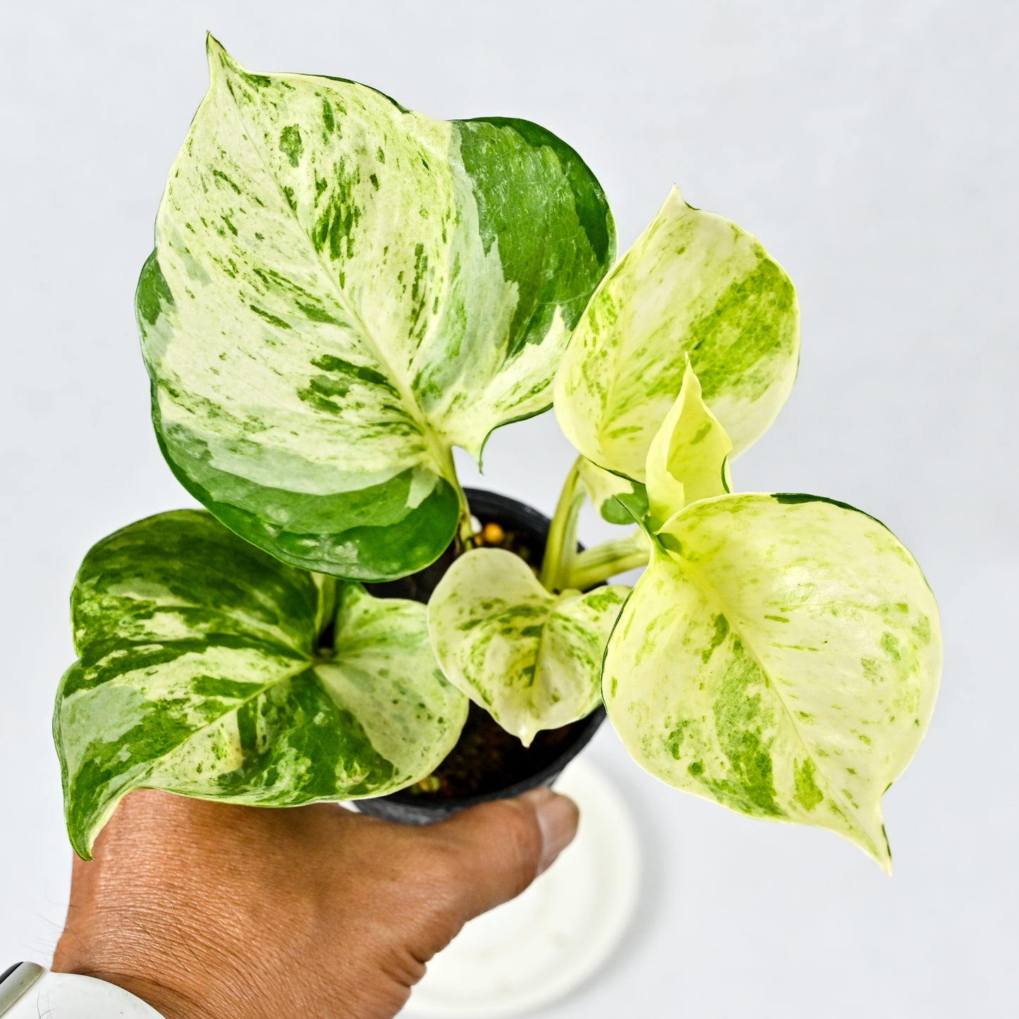 Epipremnum aureum 'Manjula'