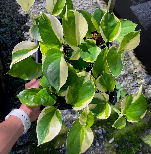 Epipremnum aureum 'Manjula Poonsin'