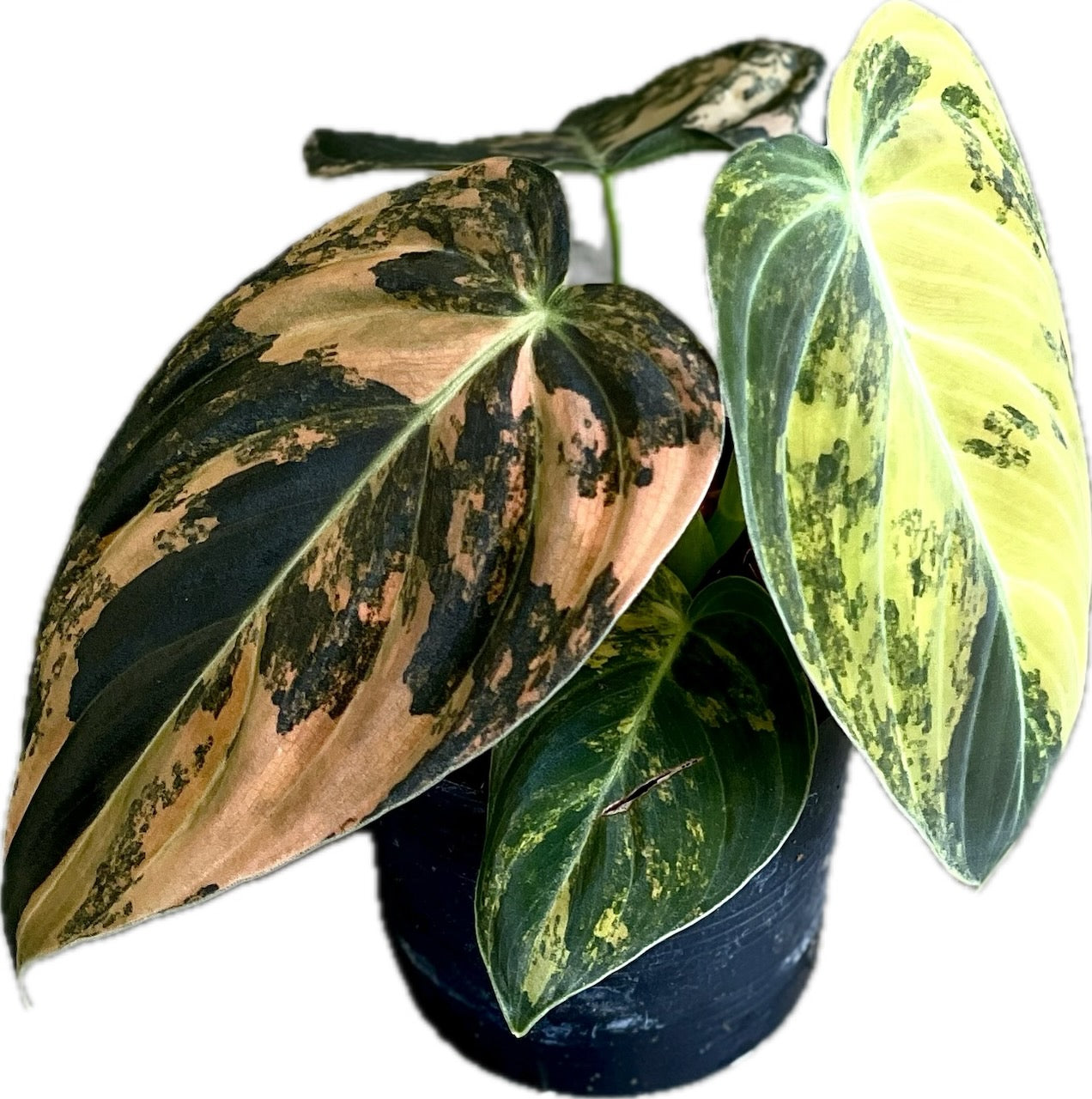 Philodendron melanochrysum orange variegated