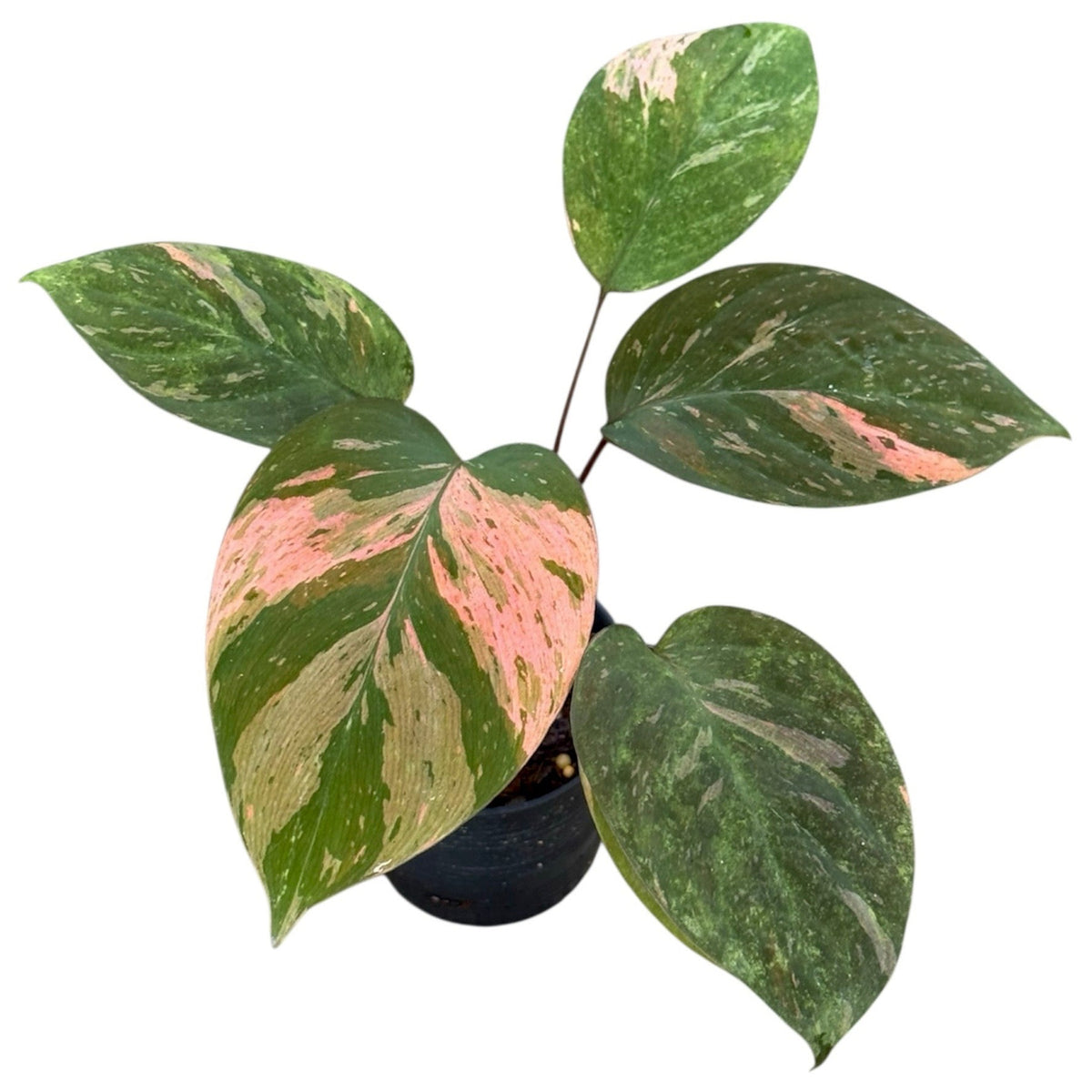 Homalomena humilis variegated