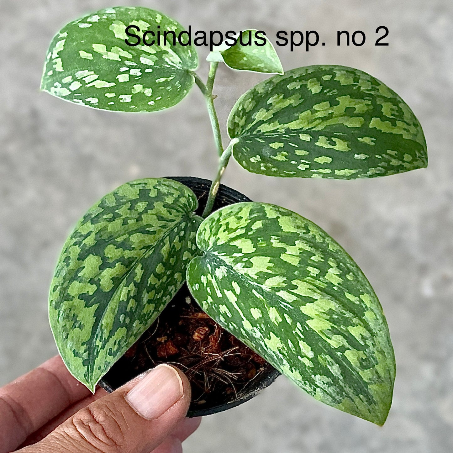 Scindapsus sp. No.2 (Plant collection)