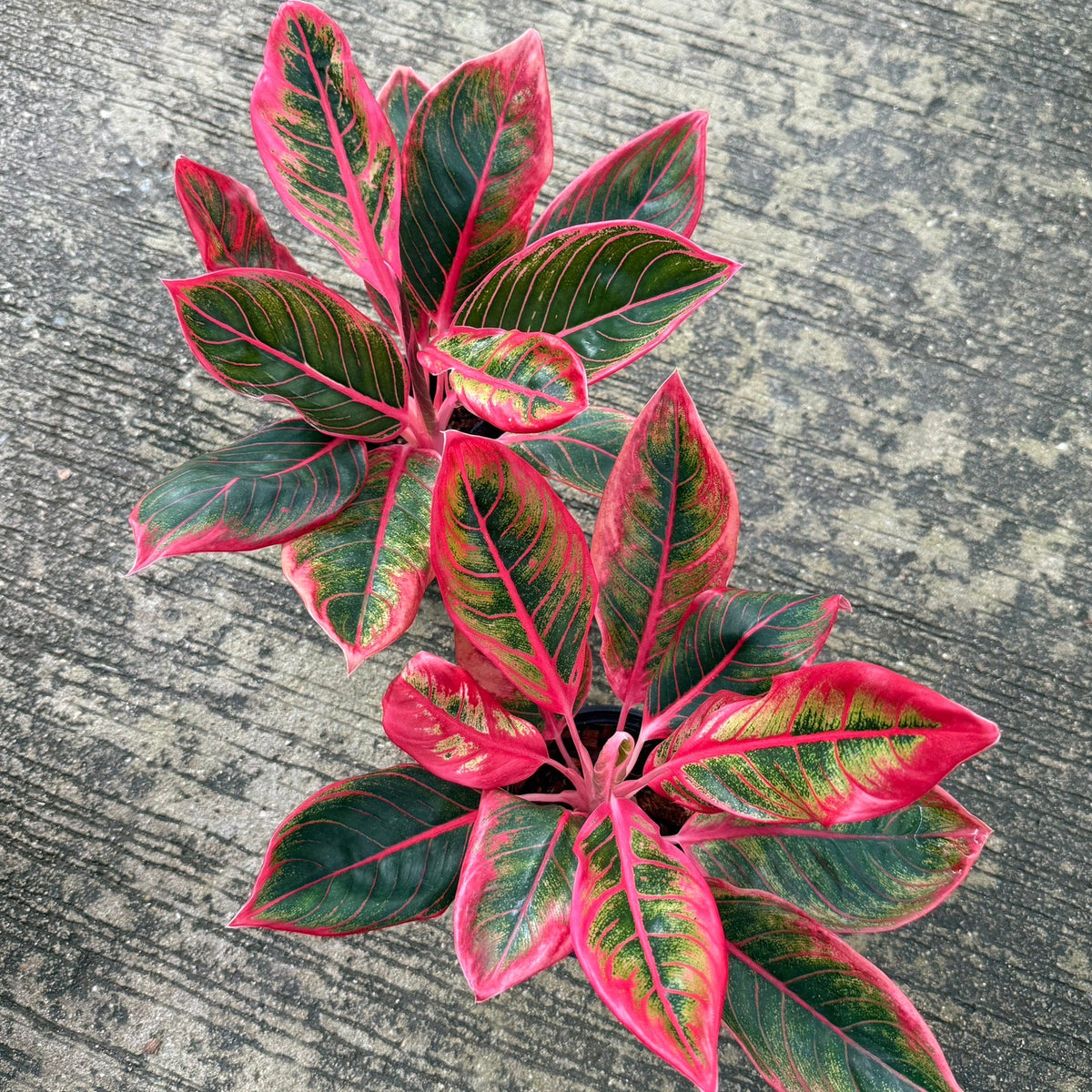 Aglaonema 'Khanza'