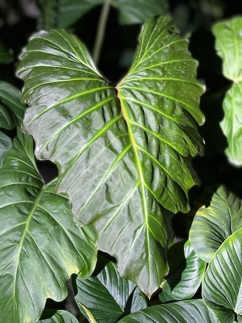 Philodendron corsinianum