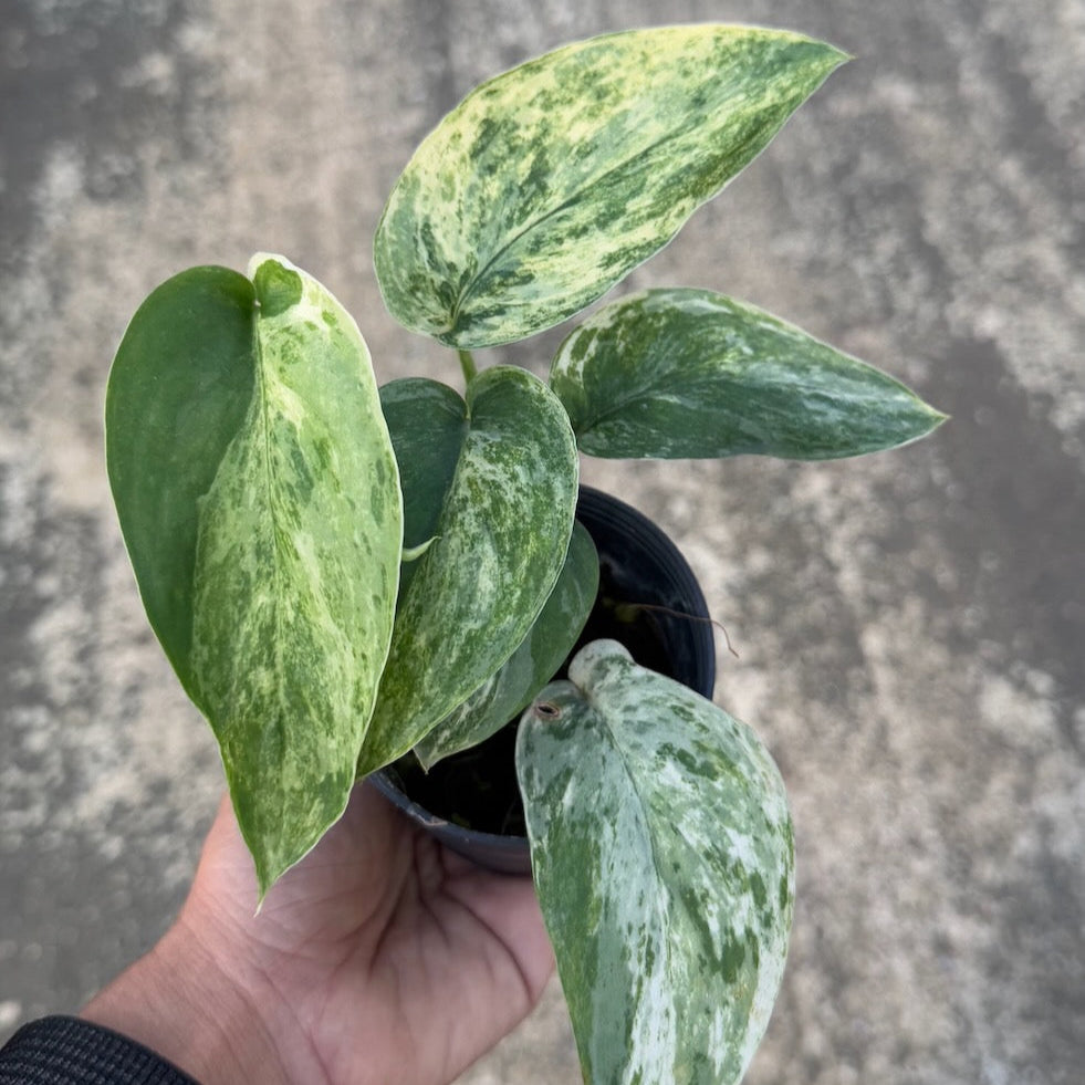 Scindapsus jade satin marble variegated (Set of 5 Plants)