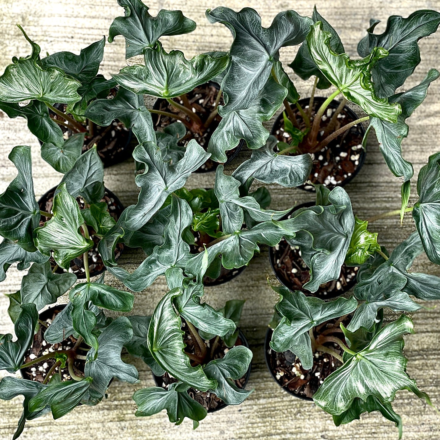 Alocasia holy grail