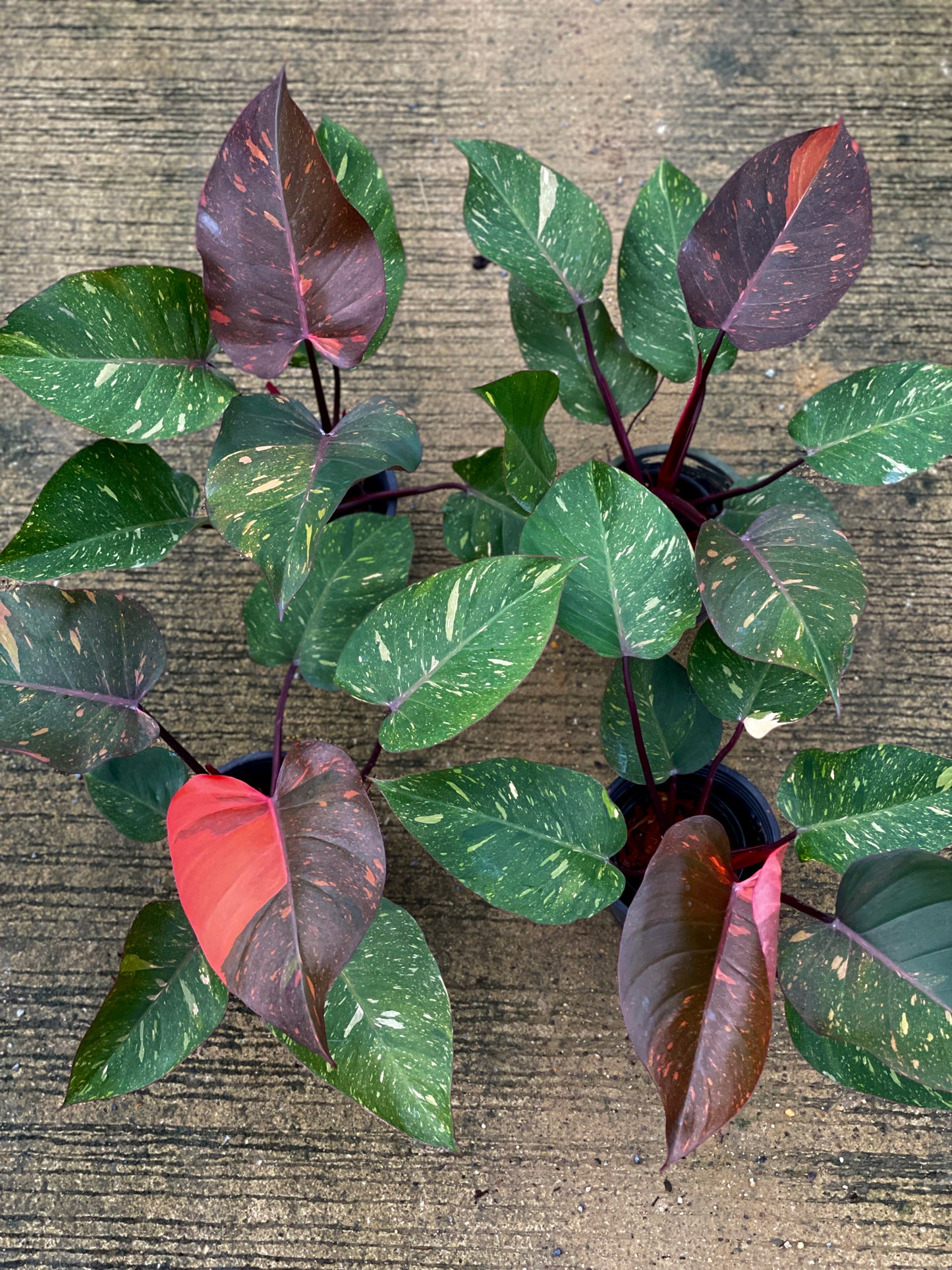 Philodendron orange princess