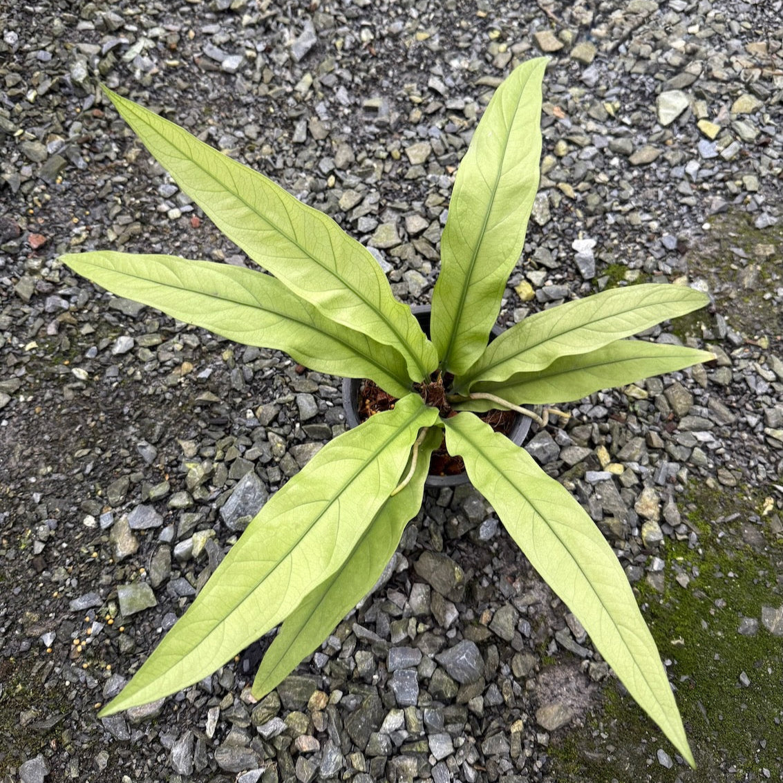 Anthurium plowmanii mint variegated