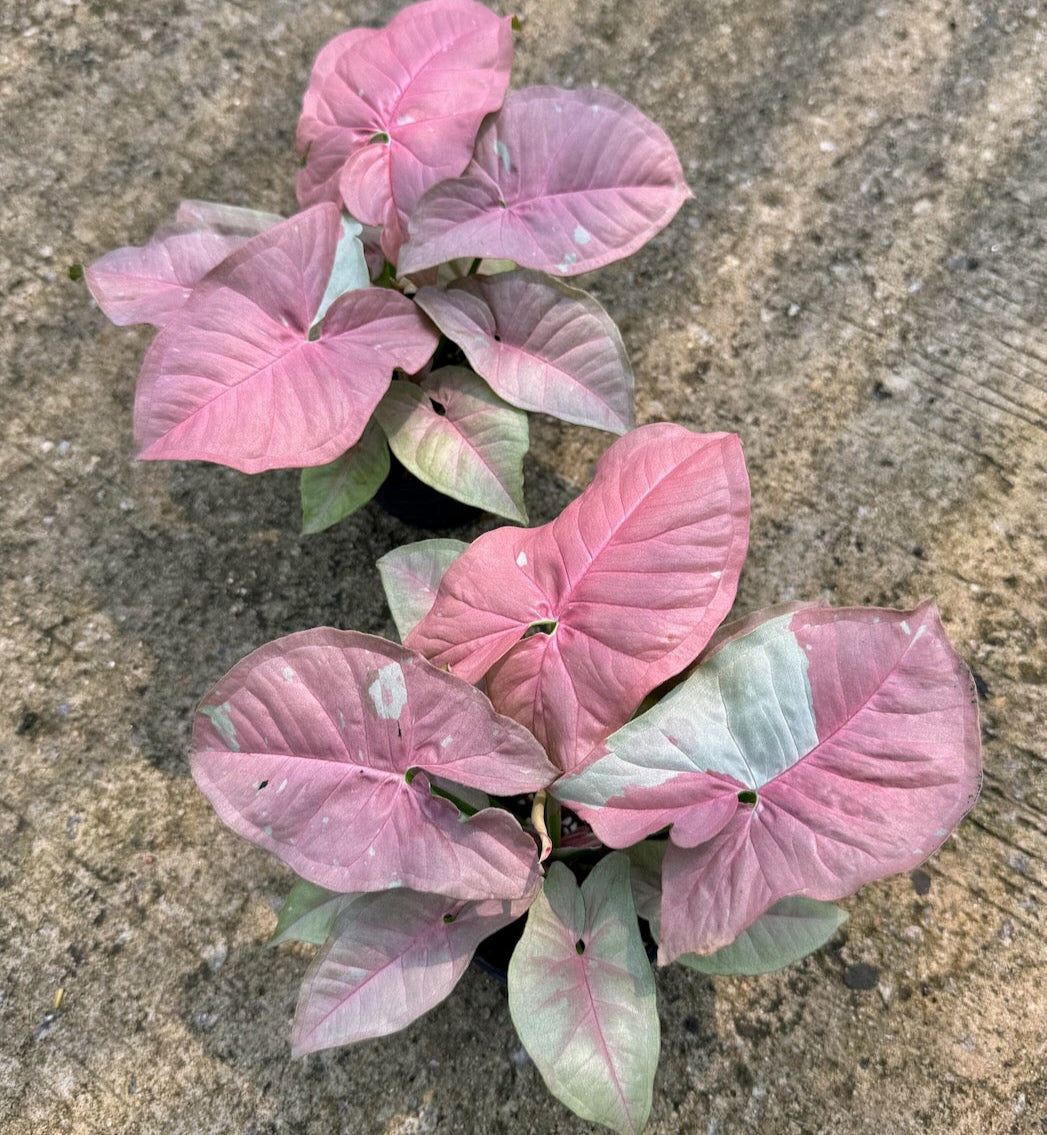 syngonium ping caviar