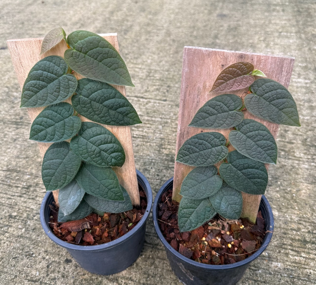 Ficus villosa