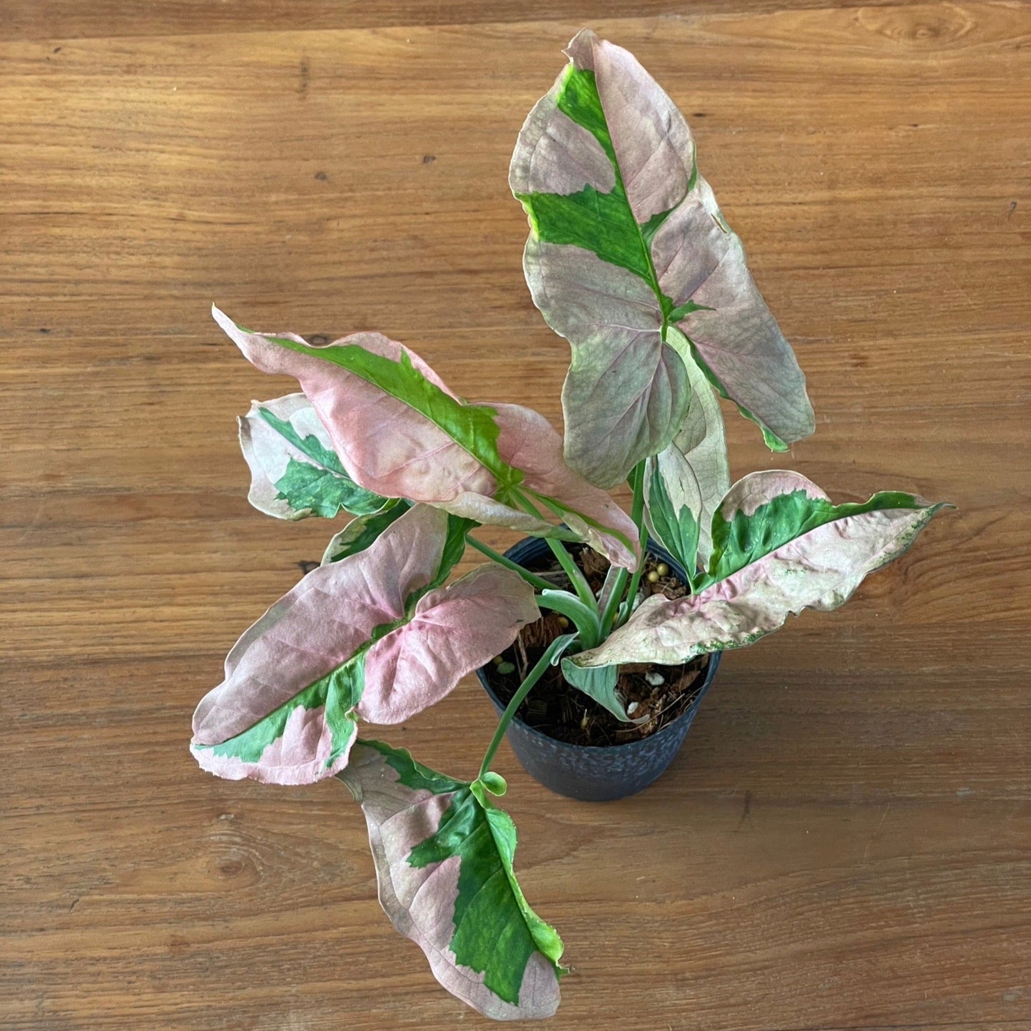 Syngonium pink lava